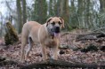 /album/anka/kleine-bos-20-jpg/